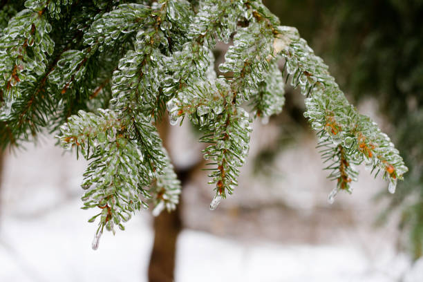 A close-up image of pine needles encased in a thick layer of glistening ice during winter.