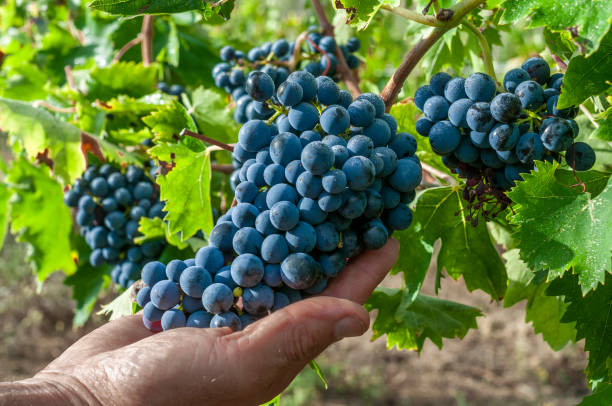 Show with one hand the grape fruit on the plant