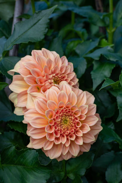 istock Blooming orange dahlia in summer garden 2171605021