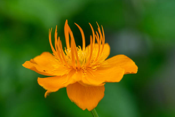 Beautiful orange yellow trollius chinensis