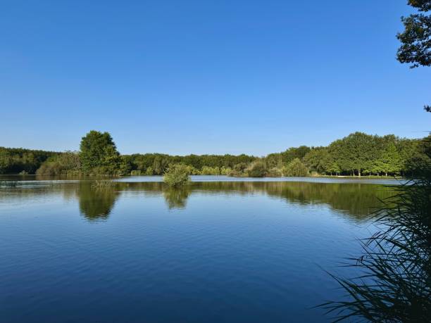 Edge of the pond in summer