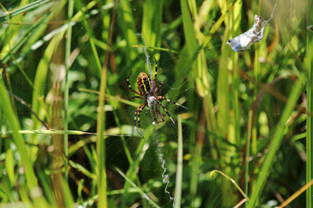 A Three-banded Argiope quietly waits for prey in its web.