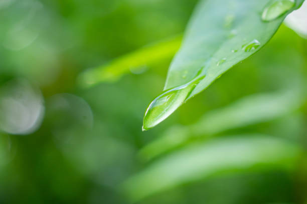 Water Droplets Leaf Against Green Background