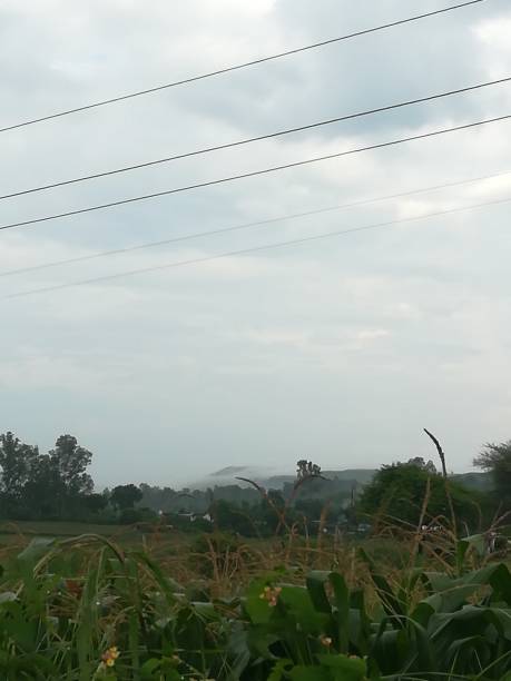 istock The corn farming view in the farm 2171606622