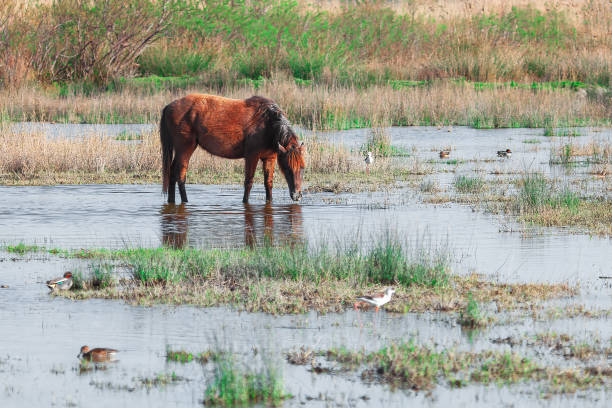 Horse is drinking water in a marshy area. Horse drinks water in a peaceful marsh, framed by rich vegetation and the calm surface of the water
