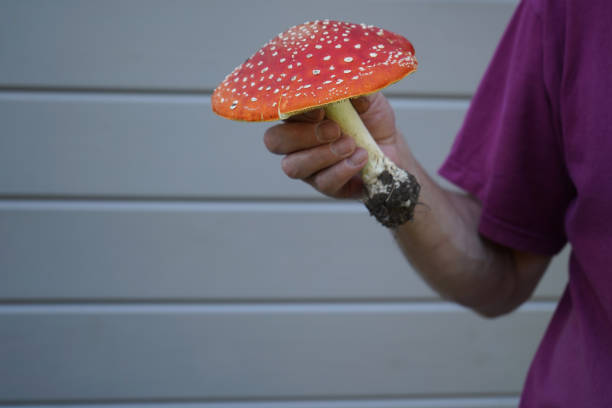 Fly agaric mushroom in a man's hand.