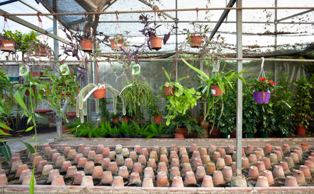 istock Hanging plants in a greenhouse,baccifera,rhpsalis, cactus 2171608679