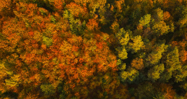 istock AERIAL TOP DOWN: Vibrant foliage of a pristine forest glowing in autumn sunlight 2171611006