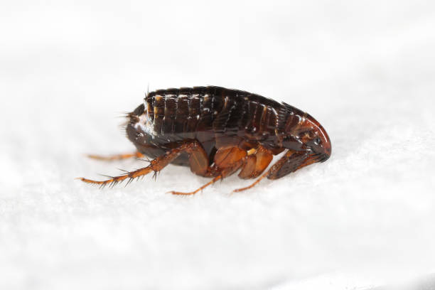 istock Cat flea (Ctenocephalides felis). A jumping insect that can also painfully bite a human on a paper towel. 2171611395