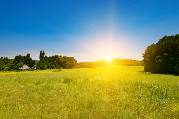 istock Beautiful bright sunrise over large summer pasture with grasses. 2171611559