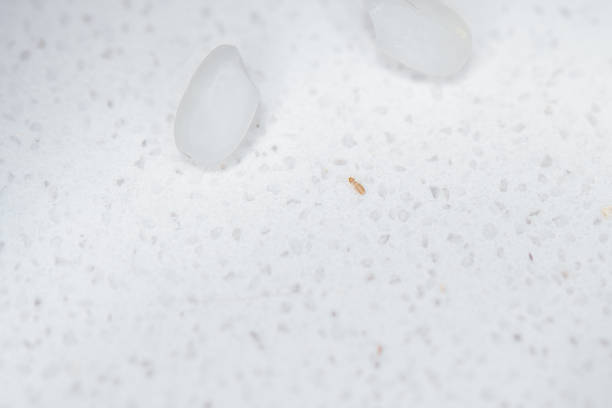 A tiny termite next to two grains of rice on the granite kitchen countertop.  Taken with a macro lens, so details of the insect's structure can be seen.