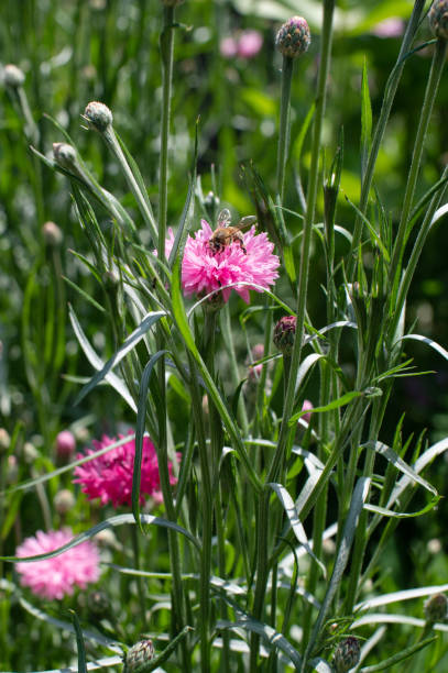 istock Honeybee Pollinating Pink Cornflower in Sunny Garden 2171613575