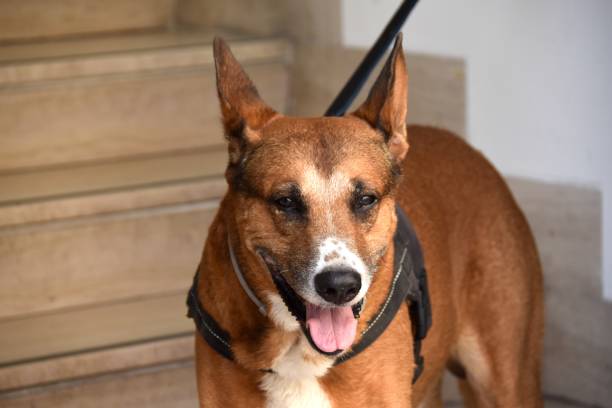 istock portrait of a dog 2171613625