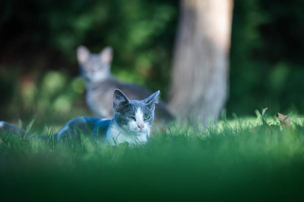 Stray kitten is sitting on the grass in nature at sunset.Istanbul - Turkey.