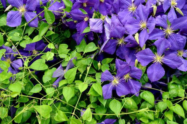 istock Blue clematis flower plants 2171615092
