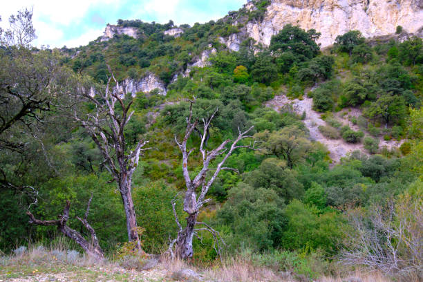 A scenic view of a hillside in an oak forest, where vibrant green vegetation thrives alongside tree branches. Basaura Natural Reserve. Sierra de Loquiz mountain Range. Amezkoa. Navarre, Spain.