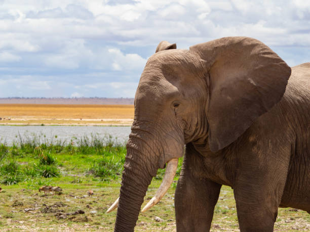 istock National park close up elephant ears 2171615422