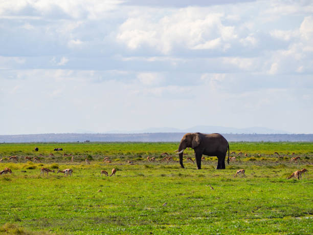 Olifant en zebra in amboseli nationaal park Kenia