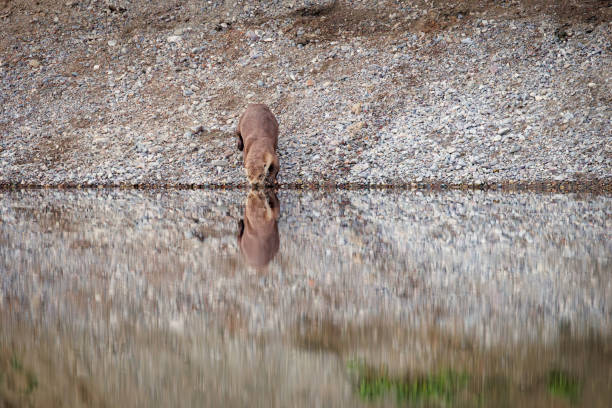 A single North American river otter stands at the waters edge on the gravel bank of Snake River, just moments before diving in, with its reflection mirrored in the calm water below.