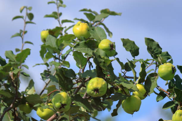 istock Almost ripe quinces in a quince tree 2171616185