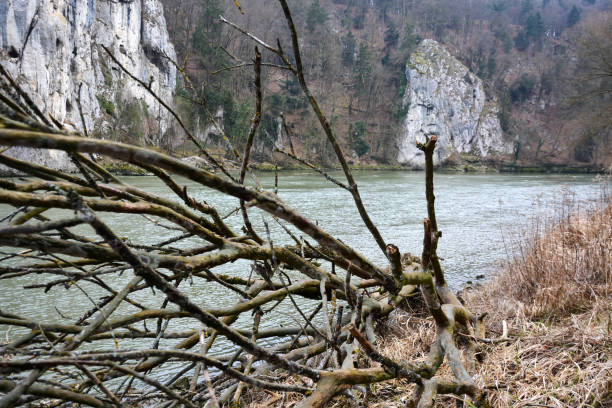 Stone rocks behind the river in the autumn park. In the foreground is a fallen tree without leaves. Natural picturesque landscape