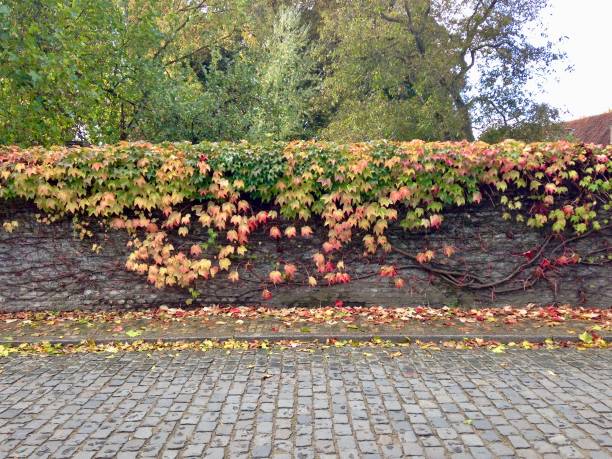 Ivy Wall in Autumn
