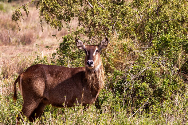Female Waterbuck in Wilderness