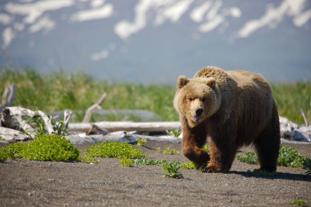 Long walks on the beach with a bear