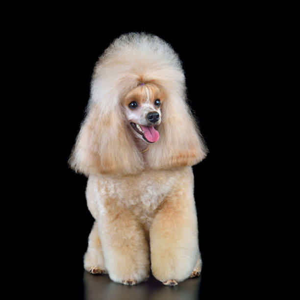 istock Sitting beautiful toy poodle 2171617609