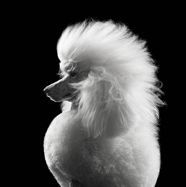 istock Portrait of beautiful white standard poodle 2171617611