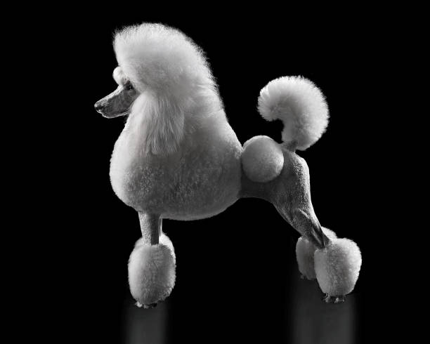 Beautiful show class white standard poodle isolated on a black background