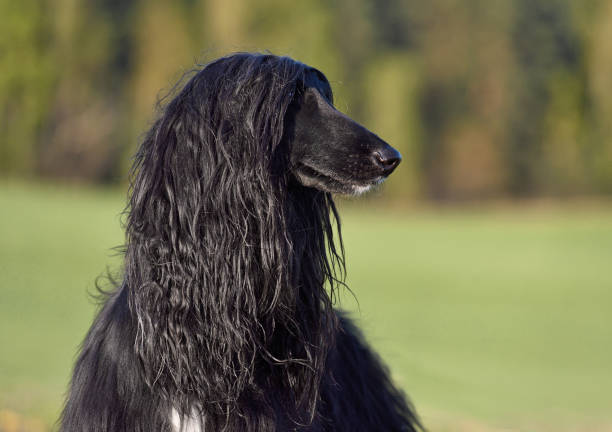 Afghan hound black, sitting down.
