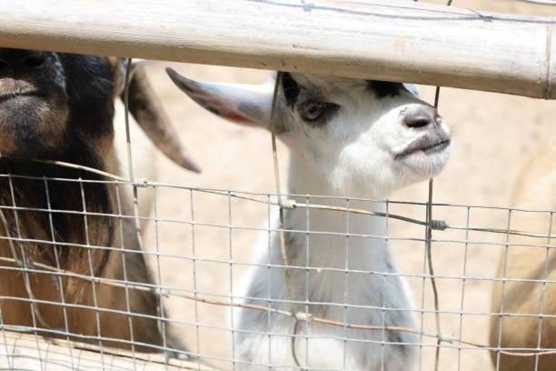 istock Farm Animal Life 2171618721