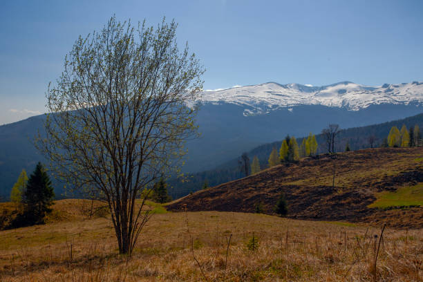 Early spring in Carpathian mountains, Svydovets mountain ridge.