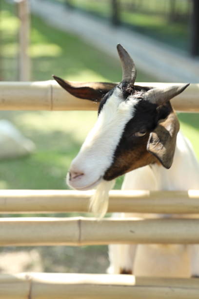 The white Boer Goats with Brown Mask relaxing in farm during the daytime.