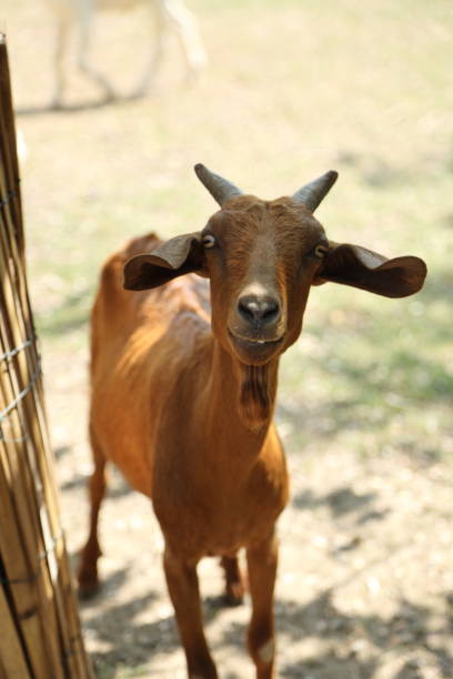 istock Farm Animal Life 2171618849