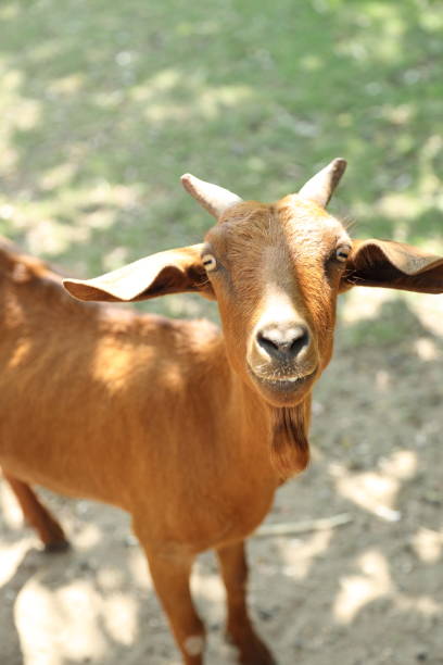 istock Farm Animal Life 2171618856