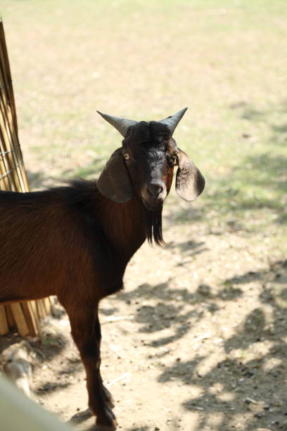 istock Farm Animal Life 2171618859