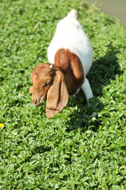The white Boer Goats with Brown Mask relaxing in farm during the daytime.