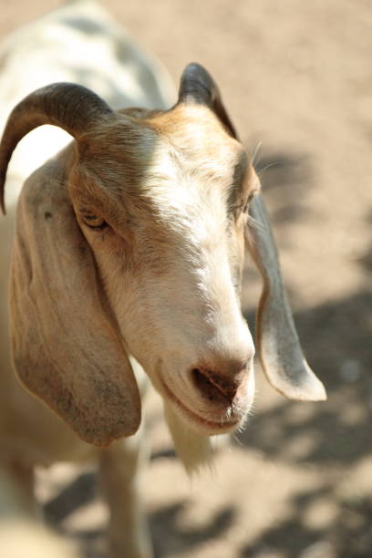 istock Farm Animal Life 2171618878