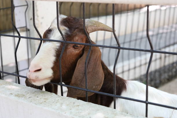 istock Farm Animal Life 2171618888