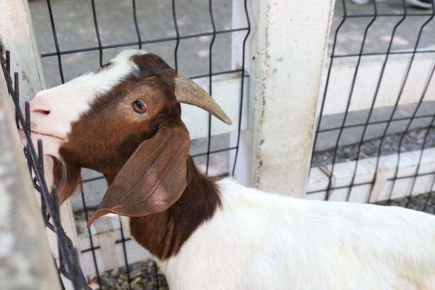 istock Farm Animal Life 2171618898