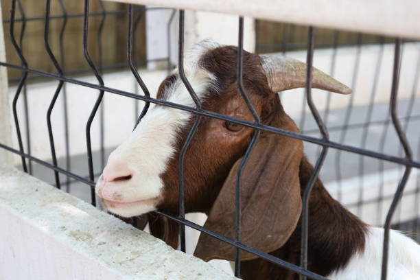 istock Farm Animal Life 2171618907