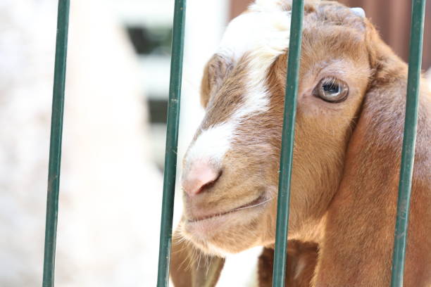 istock Farm Animal Life 2171618910