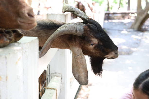 istock Farm Animal Life 2171618912