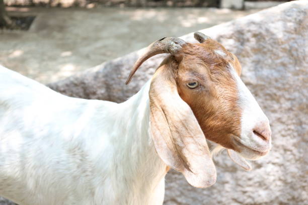 istock Farm Animal Life 2171618914