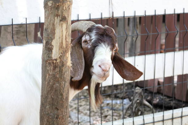 istock Farm Animal Life 2171618916