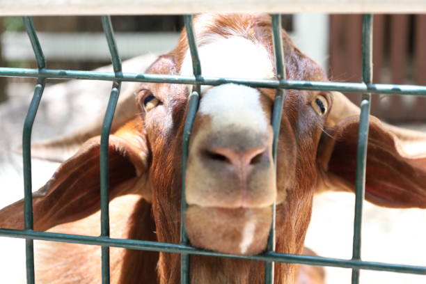 istock Farm Animal Life 2171618929