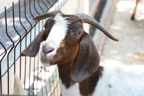 istock Farm Animal Life 2171618930