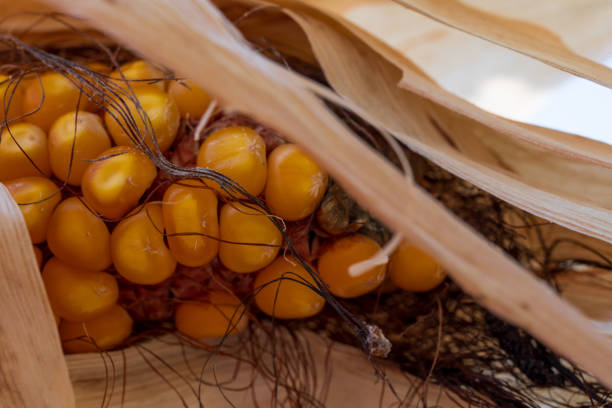 A close-up of yellow corn kernels still attached to the cob, with dried husk and corn silk visible. The image captures the natural texture and detail, representing the harvest and agricultural process.